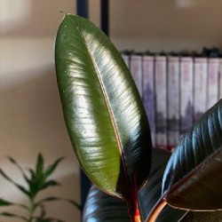 Фикус Эластика - фото 2