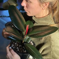 Фикус Эластика - фото 3