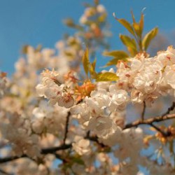 Ttartisan 50mm 1.2 - фото 8