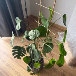 Монстера большой цветок - фото 2