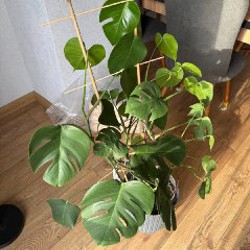 Монстера большой цветок - фото 4