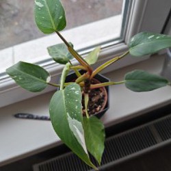 Суккулент - фото 2