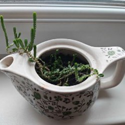 Суккулент - фото 5