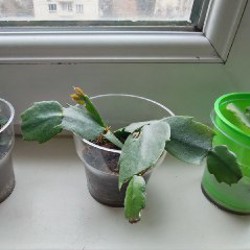 Суккулент - фото 6