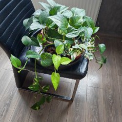 Суккулент - фото 7