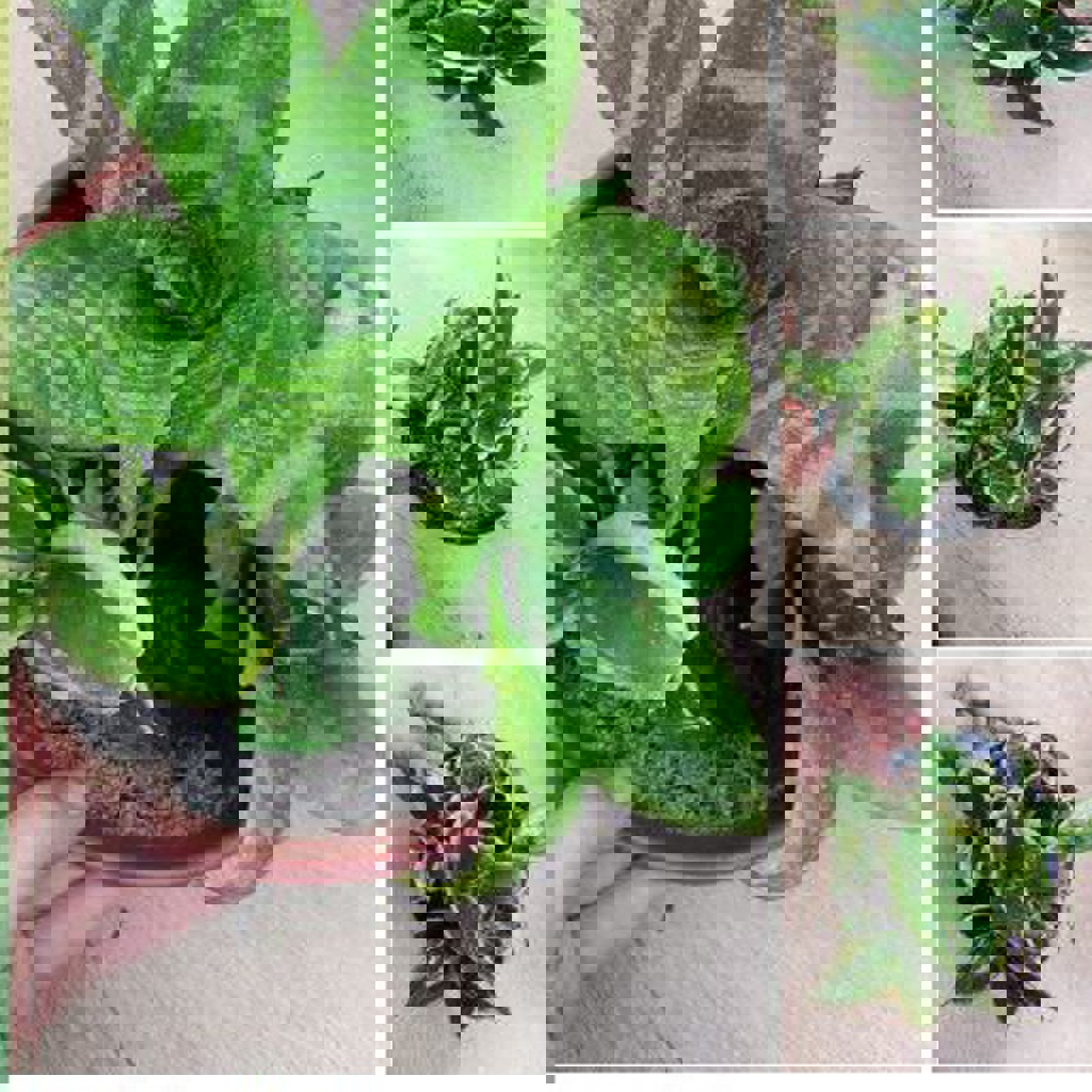 Суккуленты