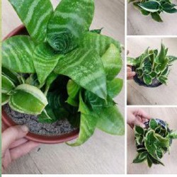 Суккуленты - фото 1