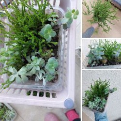 Суккуленты - фото 3