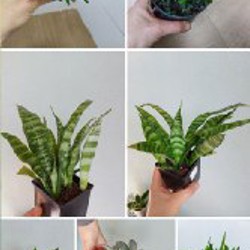 Суккуленты - фото 4