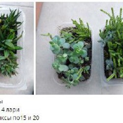 Суккуленты - фото 6