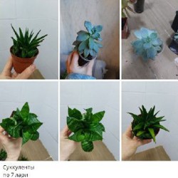 Суккуленты - фото 7