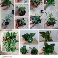 Суккуленты - фото 8