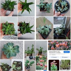 Суккуленты - фото 9