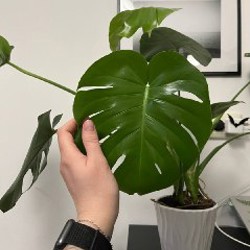 Большая Монстера - фото 3
