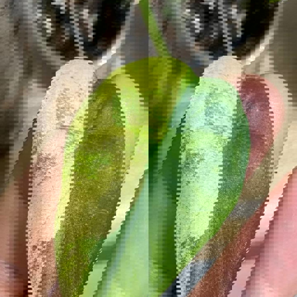 Зеленый дракон