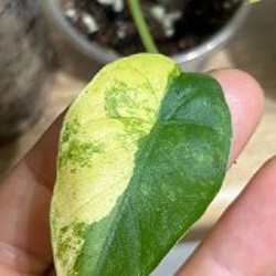 Зеленый дракон - фото 1