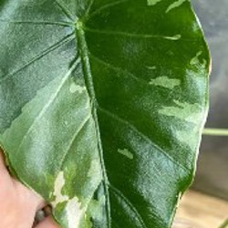 Зеленый дракон - фото 3