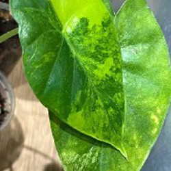 Зеленый дракон - фото 4