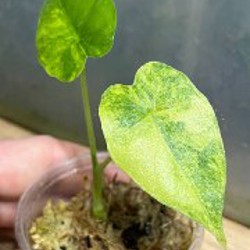 Зеленый дракон - фото 6