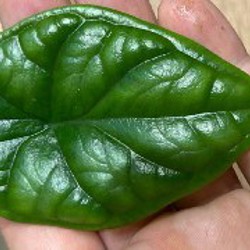 Зеленый дракон - фото 7