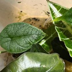 Зеленый дракон - фото 8