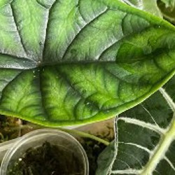 Зеленый дракон - фото 9