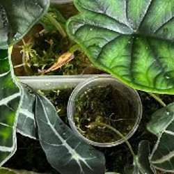 Зеленый дракон - фото 10