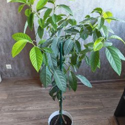 Алоказия - фото 1