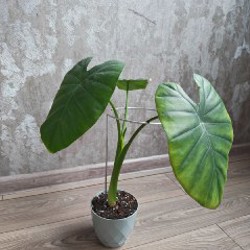 Алоказия - фото 4