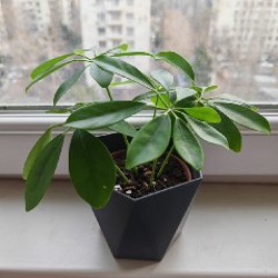 Алоказия - фото 5