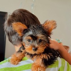 Щенок йоркширского терьера - фото 2