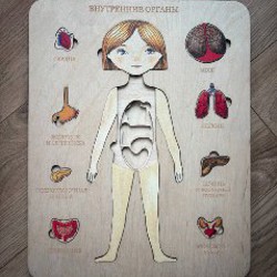 Деревянный пазл «внутренние органы» - фото 4