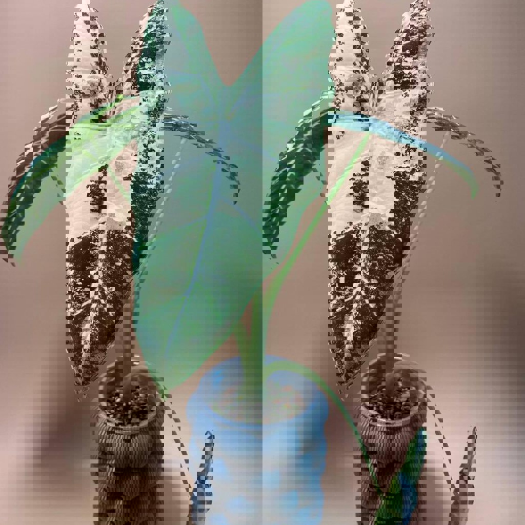 Алоказия Фрайдек вариегатная