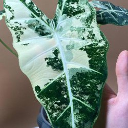 Алоказия Фрайдек вариегатная - фото 2