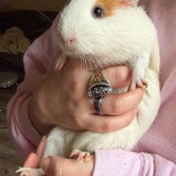 Морские свинки - фото 2