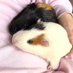 Морские свинки - фото 3