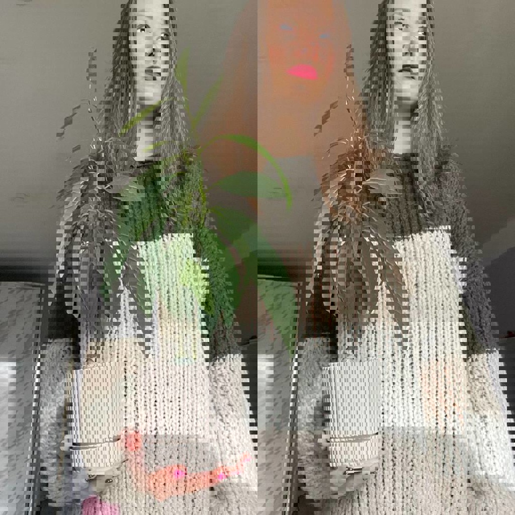 Авокадик раздвоенный