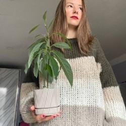 Авокадик раздвоенный - фото 1