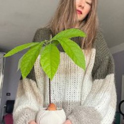 Авокадик раздвоенный - фото 2