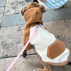 Худи для собаки - фото 1