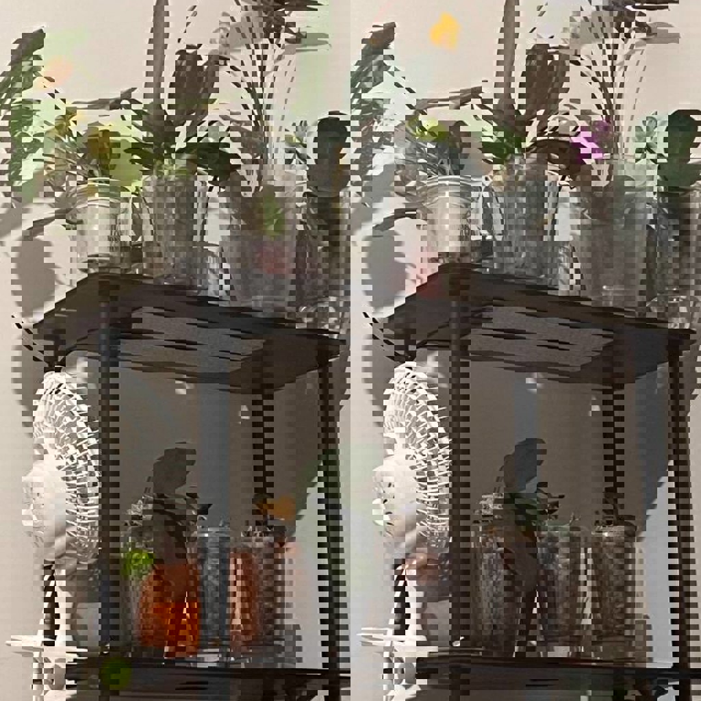 Орхидеи фаленопсис