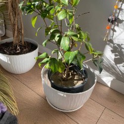 Пальма - фото 1