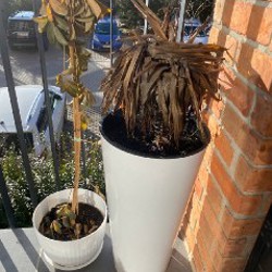 Пальма - фото 2