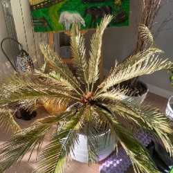 Пальма - фото 3