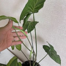 Сигнониум - фото 2