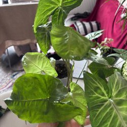 Сигнониум - фото 3