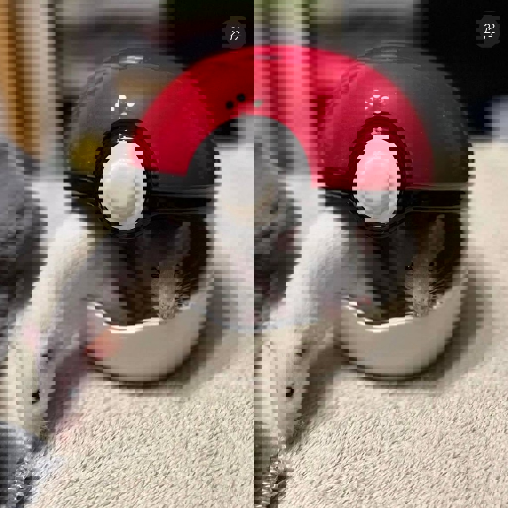 Керамический домик для грызунов в виде покебола