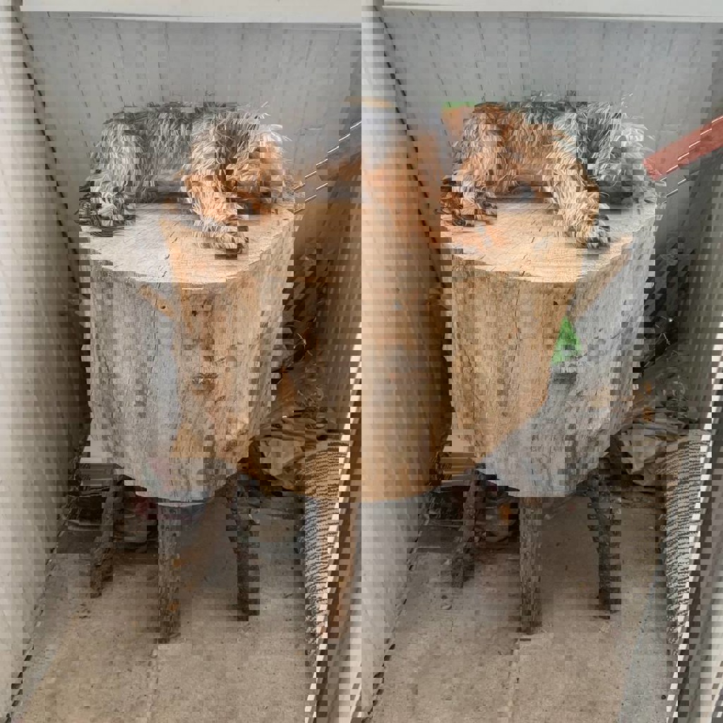 Пенёк на ножках