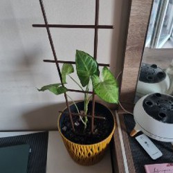 Маленький горшок - фото 4