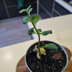 Маленький горшок - фото 5